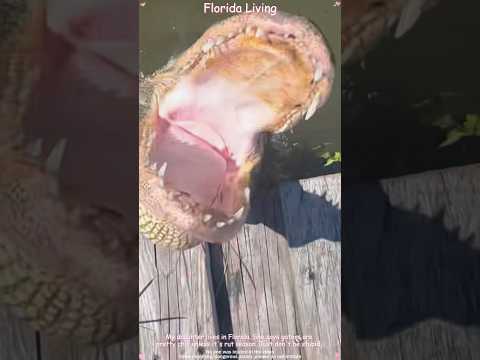 Tell me you live in Florida without telling me. ☀️🐊#floridaman #alligator #floridalife #fyp #pov