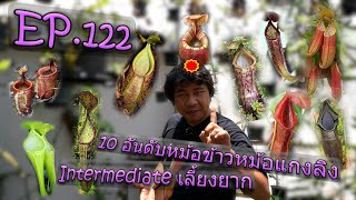 EP.122 10อันดับ หม้ออินเตอร์เลี้ยงยาก (Top10 difficult to take care of intermediate pitcher plants )