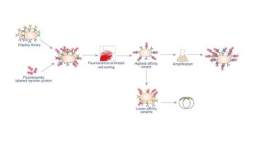 Bacterial Display Technology - Creative Biolabs