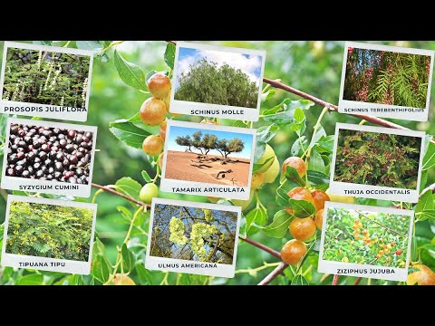 Vídeo: Processament primaveral d’arbres i arbusts fruiters