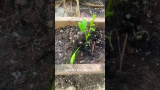 Day 39 of growing spinach