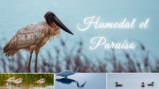 Humedal el Paraíso | 4k | Peruvian Wildlife