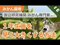 【みかん栽培】#8 1年生苗の管理