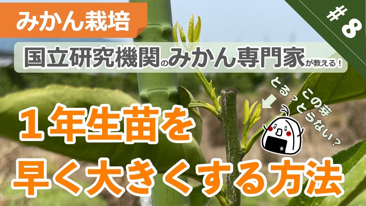 【みかん栽培】#8 １年生苗の管理