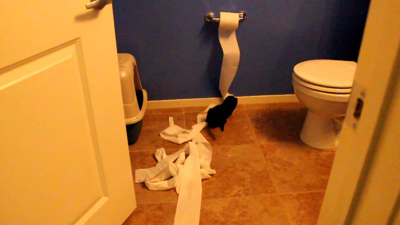 Toilet Paper Training YouTube