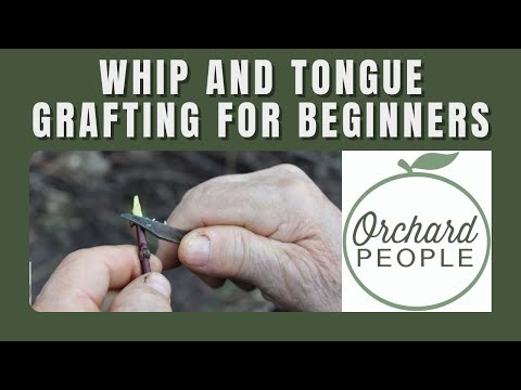 Whip and Tongue Grafting Fruit Trees for Beginners 🔪 🍎 🌳