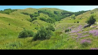 Ölmem (Yâr Selam Göndermiş) Resimi