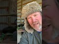 Jeffy catches a skunk part 2