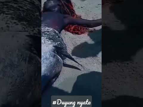 ASLI DUYUNG NYATA TERTANGKAP DI DUBAN AFRIKA SELATAN