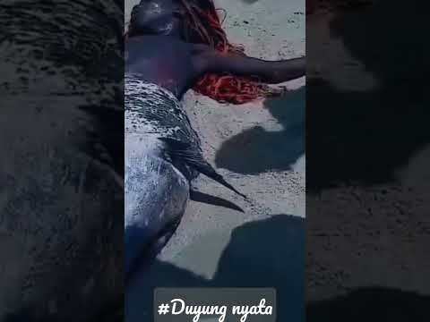 Video: Apa yang dimakan anjing laut berbulu? Deskripsi, jenis, foto