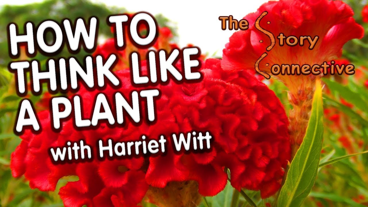 How To Think Like A Plant with Harriet Witt