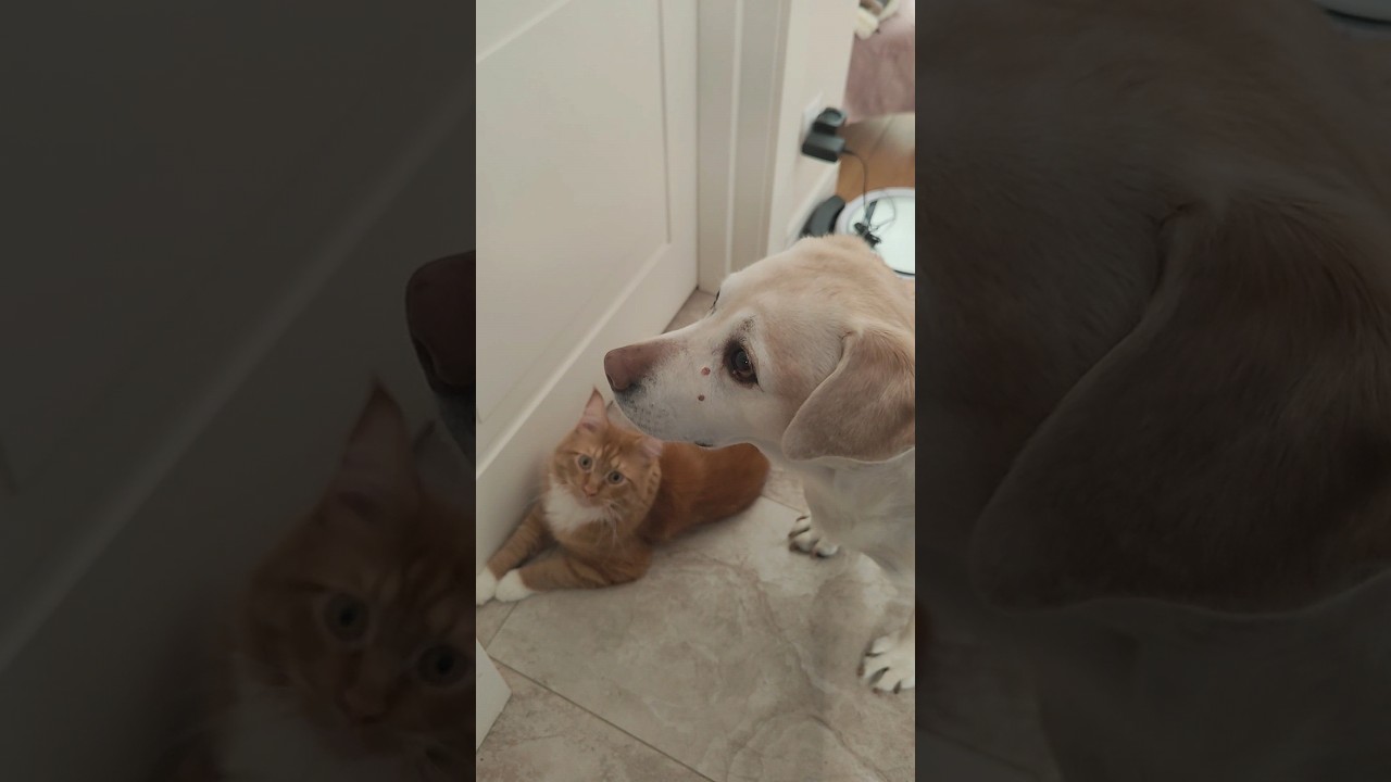 super lady and cat 😸 