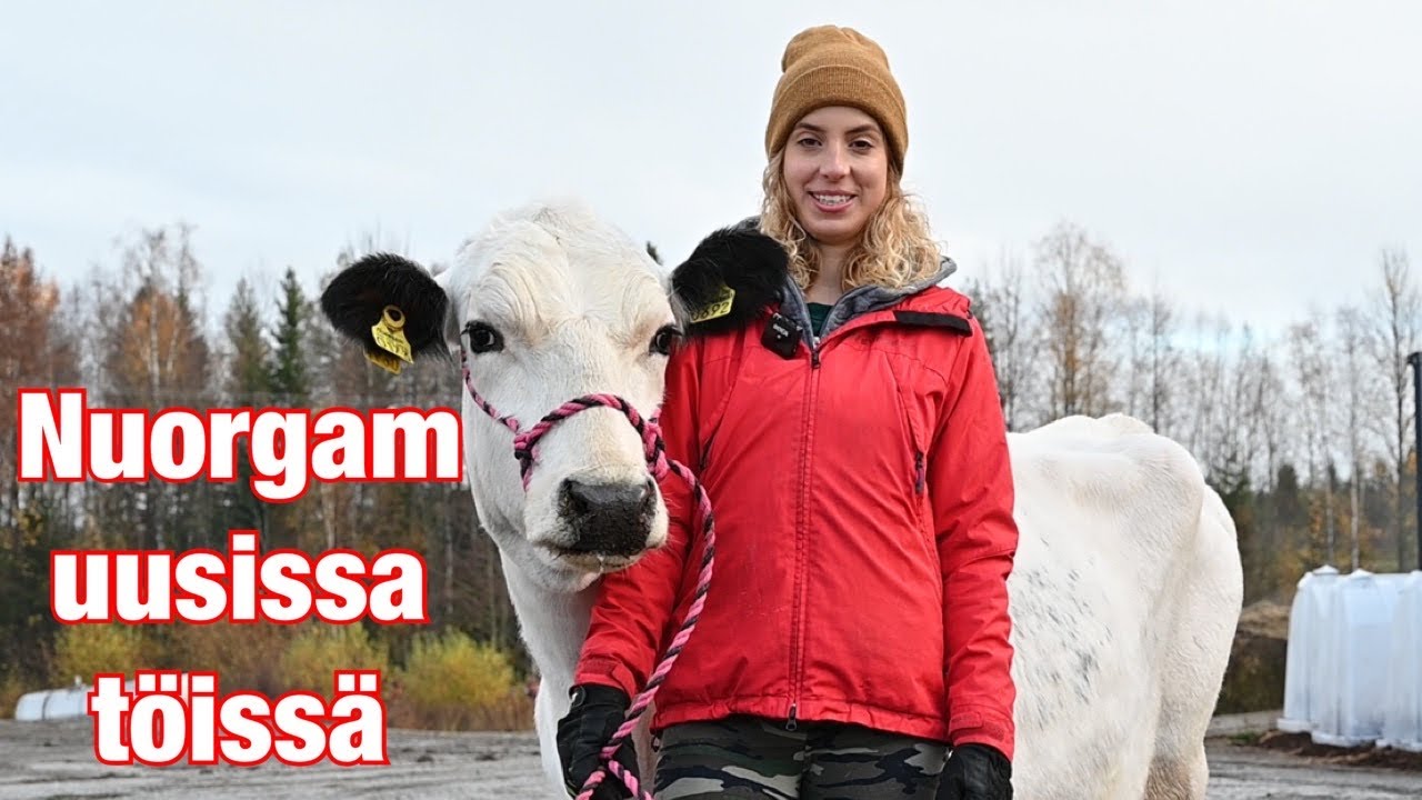 Lehmän työkokeilu konepajalla