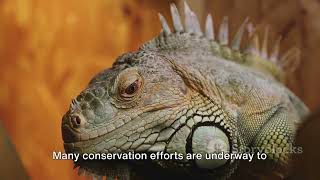 The Green Iguana Rare Wildlife of the Amazon Rainforest