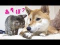 まるで親子みたい♡子猫の距離が近づき幸せそうにくつろぐ柴犬---Kittens and Shiba Inu Riko is like a parent-child like---