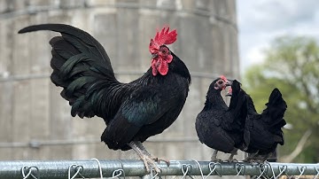 UNBOXING NEW CHICKENS - Qaib Dib/Old English Game Bantam (OEGB) - Black