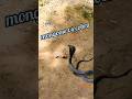 Mongoose vs cobra wildlife wild animal fight shorts viral ytshorts trending wildlife