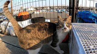 漁港の野良猫の夕方のパトロールに付いていってみた