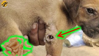 Saving Little Puppy From Maggot Wound |  Pawsome Facts🐾 by Pawsome Facts 14,635 views 1 year ago 5 minutes, 31 seconds