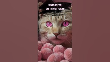 Play this to attract your cat and make it meow back (works instantly!)