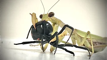 CAROLINA MANTIS VS BLACK WIDOW