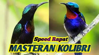 Masteran Burung King Konin Speed Rapat Suara Tembus