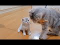 The kitten who was dissatisfied with his mother cat stealing his toy was too cute.