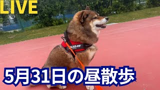 柴犬花5月31日の昼散歩