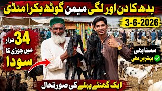 Memon Goth Bakra Mandi Latest Rates Updates🥰 | 3 June 2026 | 34 Hazar Me Jori Ka Zabardast Soda 😱