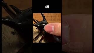 How Is the Atlas Beetle’s Neck So Strong? 🪲💪