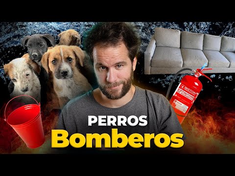 Anécdota - Perros BOMBEROS