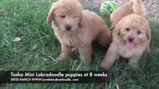 Tashapups8wk by siessranch1 208 views 7 years ago 5 minutes, 20 seconds