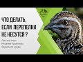 Что делать, если не несутся перепелки? Личный опыт, решение проблемы, эконом по корму.