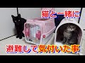 豪雨で猫と一緒に避難した日/一緒に避難して気付いた改善点と必要な物
