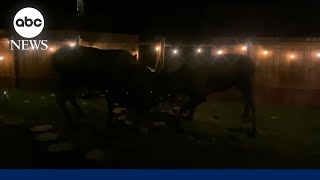 Moose fight wrecks Alaska womans backyard