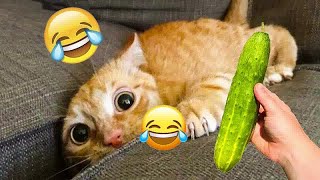 🤣🤣 Funniest Dogs and Cats 😍😸 Best Funniest Animals Video 2024 # 13