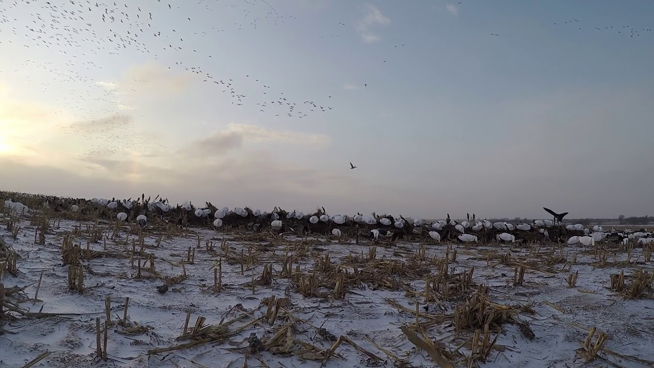 flocks of geese are called flocks of geese are called