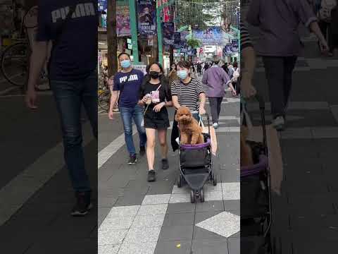 Taiwan Walk |