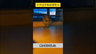 フクロウ 〜空からの訪問者〜🦉🌃