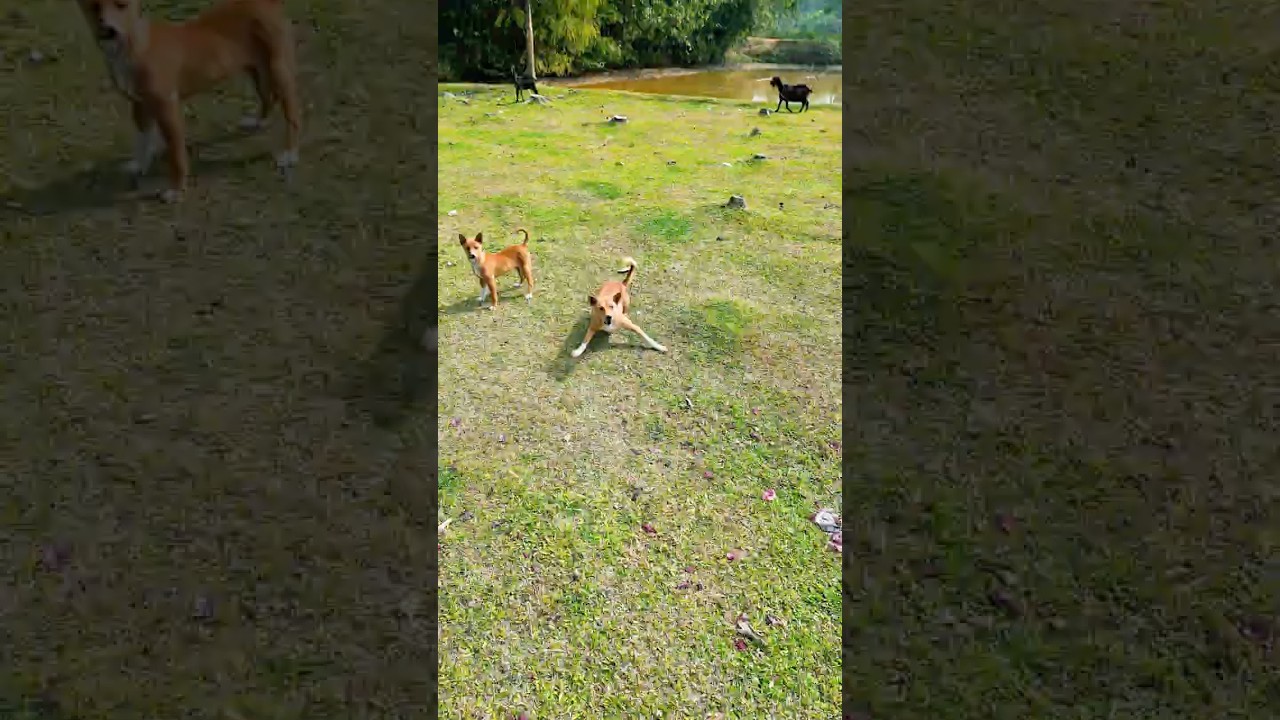 Funny Dog vs Drone 😂 | Village Prank 😱 