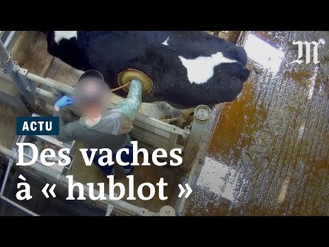 Vidéo: Pourquoi Les Vaches Ont-elles Un Trou Dans Le Flanc