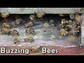 8 minutes and 13 seconds of buzzing bees