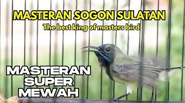 Paling ngeriii‼️ MASTERAN SOGON SUPER MEWAH  | The best king of masters bird