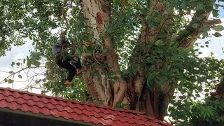 Saw the super giant Bodhi tree \/ Cưa mé cây bồ đề siêu khủng lồ | T.223