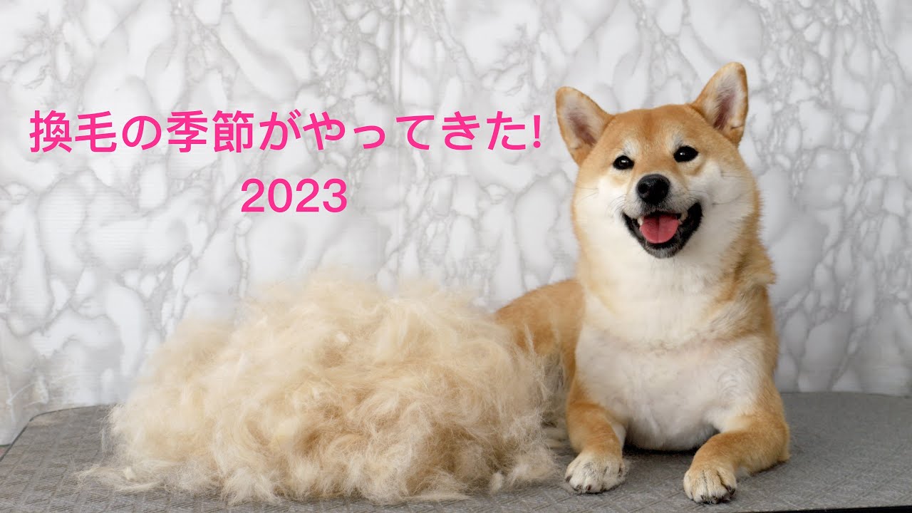Shibainu fur remov換毛の季節がやってきた! 2023 柴犬抜毛処理