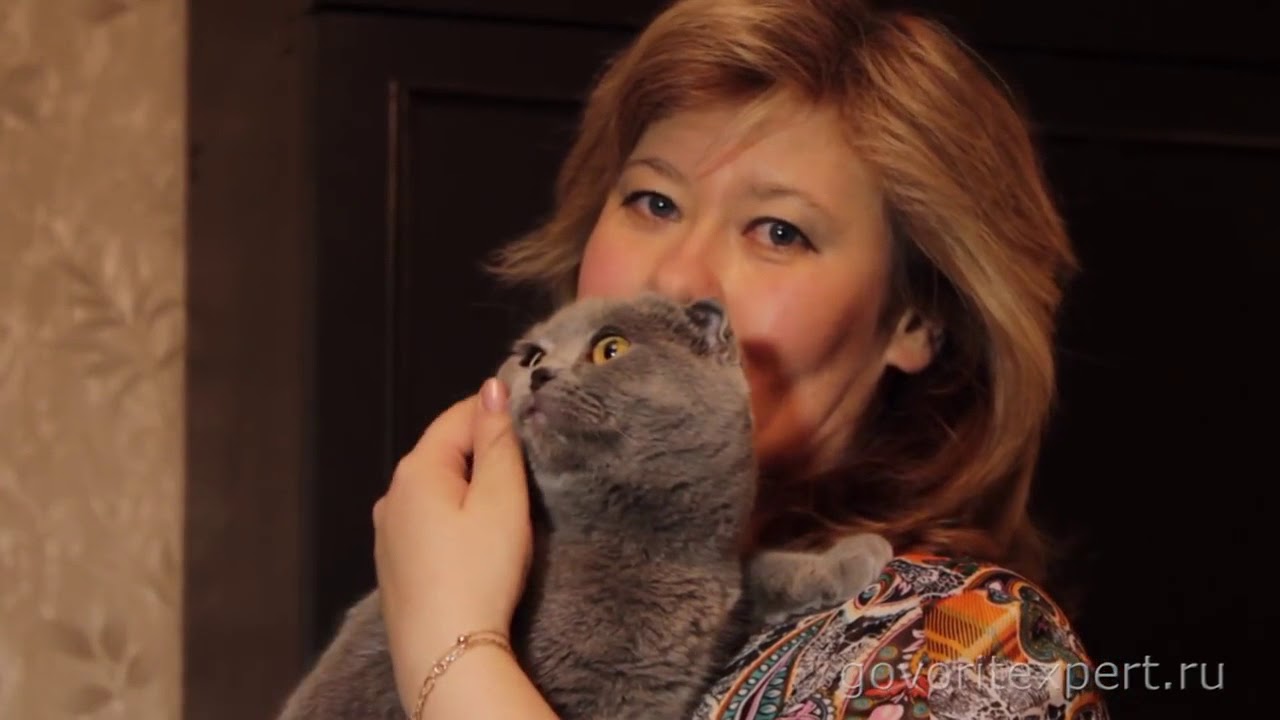 Чем отличаются Британцы от Шотландцев Коты шотландцы