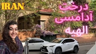 Tehran,Iran2024٫The gum tree🌳in Elahia luxury neighborhood