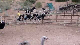 Ostrich Racing in Oudtshoorn
