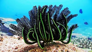 Feather Starfish (Crinoids)  Full HD 1080p.