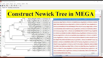 How to make newick tree in MEGA | nwk tree format | ClustalW | Gene alignment